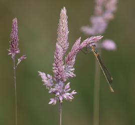 Almindelig Kobbervandnymfe (Lestes sponsa)