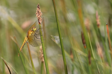 Gulvinget Hedelibel (Sympetrum flaveolum)