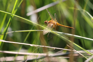 Gulvinget Hedelibel (Sympetrum flaveolum)