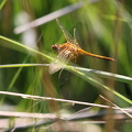 Gulvinget Hedelibel (Sympetrum flaveolum)
