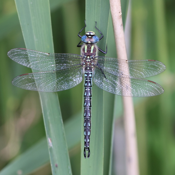 Håret Mosaikguldsmed_JPK_R5_101300.web.jpg