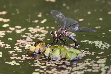 Dragonfly - Rhionaeschna jalapensis (Black-tailed Darner)
