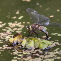 Dragonfly - Rhionaeschna jalapensis (Black-tailed Darner)