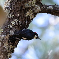 Acorn Woodpecker