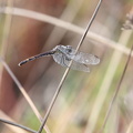 Dragonfly - Erythrodiplax berenice (Seaside Dragonlet)