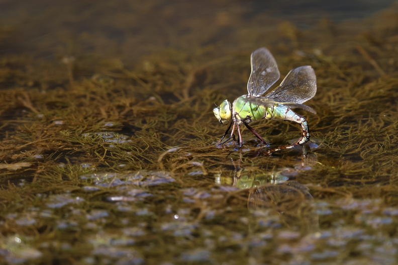 Stor Kejserguldsmed_JPK_R5_115262.web.jpg