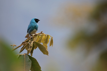 Swallow Tanager