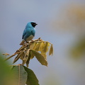 Swallow Tanager