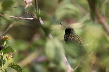 Coppery Emerald