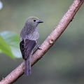 Palm Tanager