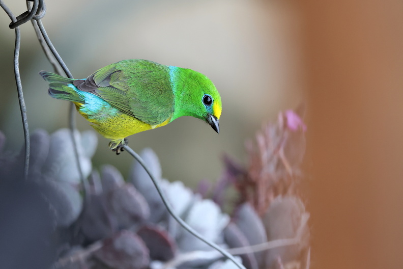 Blue-naped Chlorophonia_JPK_R5_188339.web.jpg