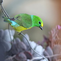 Blue-naped Chlorophonia