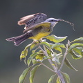 Tropical Kingbird