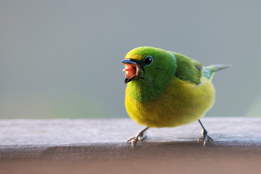 Blue-naped Chlorophonia