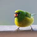 Blue-naped Chlorophonia