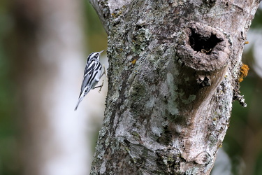 Black-and-white Warbler