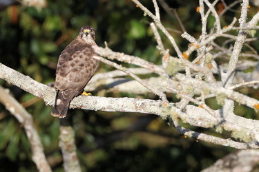 Broad-winged Hawk